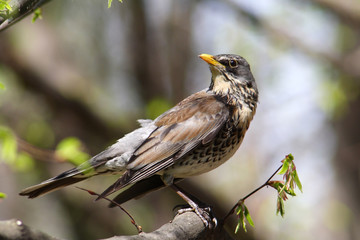 Fototapeta premium Fieldfare bird in the spring