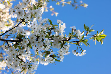 flowering trees in the garden. Apple, cherry, plum trees.