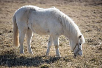 Obraz premium white pony looking for fresh grass on a field in early spring
