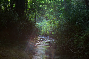 Beautiful rays of sunlight on a small stream in the summer evening