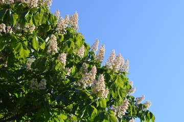 Horse chestnut tree, also known as Aesculus hippocastanum