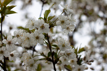 flowering trees in the garden. Apple, cherry, plum trees.
