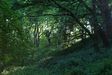 A beautiful sunny evening in an English wood