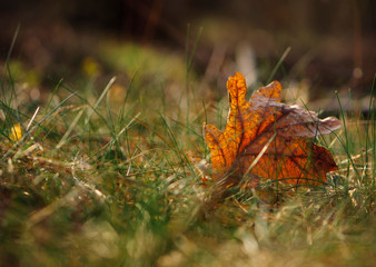 autumn leaf lies in dry grass