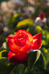 Red rose in the evening sunshine with a soft bokeh background of the rose bush and buds.