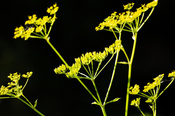 Goutweed (Aegopodium podagraria) flower in the garden