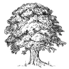 Oaktree pen-and-ink illustration.