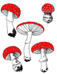 Poisonous Mushrooms - vintage style illustration.