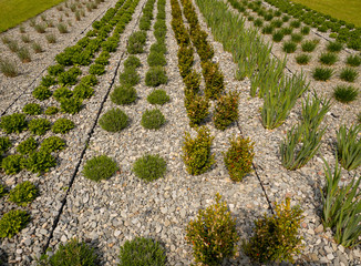 Ornamental plants planted in rows in open space