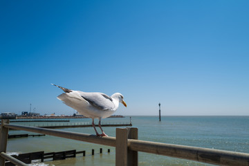 Seagull sitting on railings about to take off. Ramsgate harbour can be seen in the background. The sky is blue.