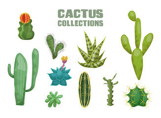 Desert cactus collection. Agave cactus striped leaf mexican peyote yellow flower green corifantha rebucia prickly mammillaria huge cereus lobivia round red inflorescence. Decorative vector flat.