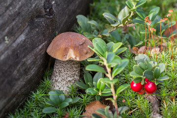 Beautiful brown fungus boletus (Leccinum scabrum) mushroom in the moss with a small bush of red cowberry. Close-up