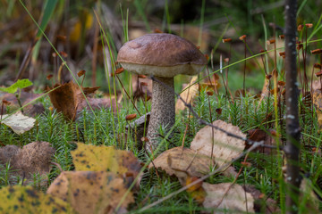 Beautiful edible brown fungus boletus (Leccinum scabrum) mushroom in the moss