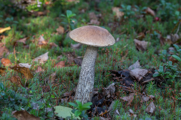 Beautiful edible fungus boletus (Leccinum scabrum) mushroom in the forest