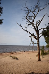 Dry tree at the sea shore
