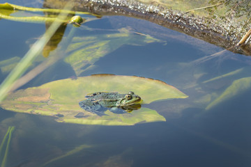Lake frog sitting