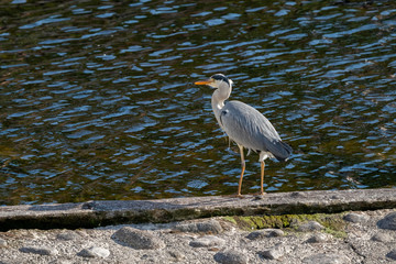 great blue heron