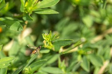 Hover fly sits on a green plant in a garden