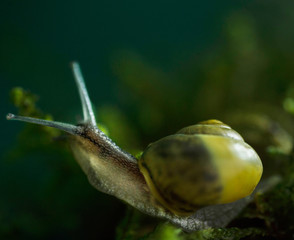 Burgundy snail in natural environment moss macro