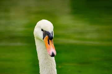 Cisne en el Palacio de la almudaina, Mallorca