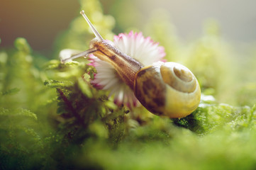Burgundy snail in natural environment daisy flower
