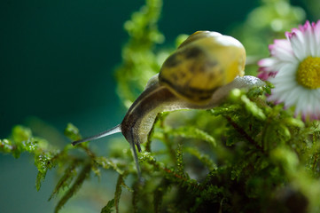 Burgundy snail in natural environment daisy flower