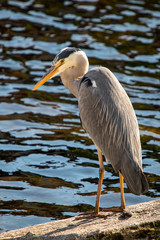 great blue heron