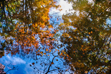 Colorful autumn trees reflected in a small pond