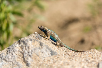 Blue belly lizard in the desert posing on a rock with green background