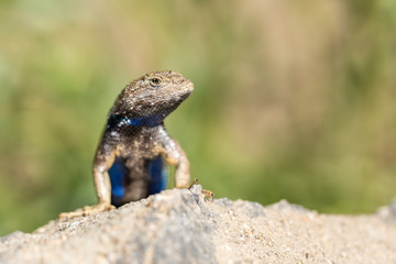 Naklejka na ściany i meble Blue belly lizard in the desert posing on a rock with green background