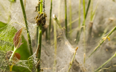 Knot of live Spindle Ermine moth caterpillars (Yponomeuta cagnagella)  on their native food source (Euonymus europaeus) having defoliated the bush. Bokeh background includes natural webbing. England.