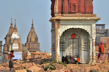 Cow rests at an abandoned temple at Varanasi, India. This area, packed with buildings some months...