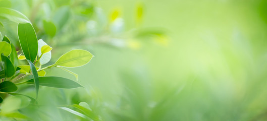 Leaf background bokeh blur green background