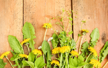Essbare Wildkräuter Blüten Blätter Löwenzahn Gänseblümchen Wildgemüse Hintergrund