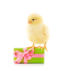 One little chicken with a gift.