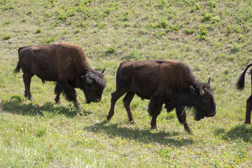 Buffalo Crossing