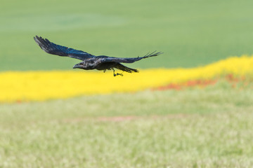 Cuervo común (Corvus corax)