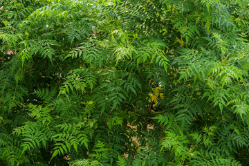 top view of the neem tree.