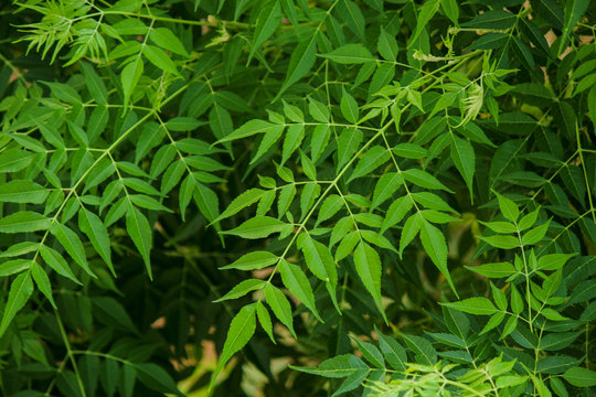 neem leaf in the neem tree