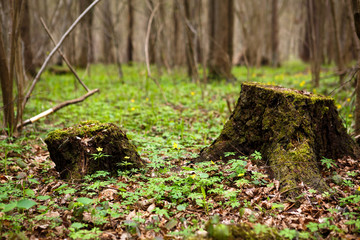 Spring forest flowers on a stump. Ecology, spring card
