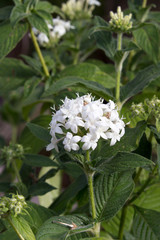 A white flower background