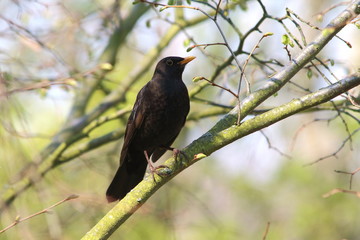 Fototapeta premium Amsel - Turdus merula