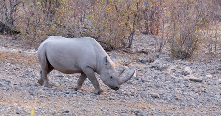 A black rhino at waterhole