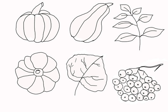 Set of illustrations autumn, pumpkins round and oblong, Leaves on a branch and one, a bunch of mountain ash. Line drawing on a white background.