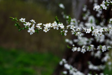Cherry blossom-small white flowers on a branch on a green background. Place for text, spring background
