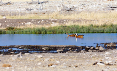 A couple of ducks in water