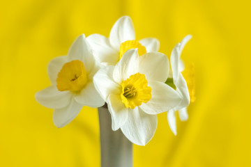 Fototapeta na wymiar Beautiful bouquet in a vase. White flowers of daffodil on a yellow background. Close up