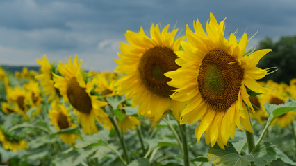 sunflower field in the summer