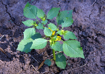 Physalis peruviana in early summer on the organic farm