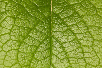 Leaf surface
leaf macro shot, shallow